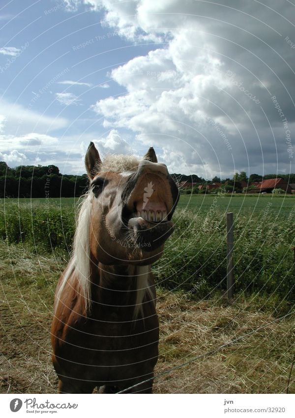 zähne zeigen Pferd Tier Verkehr Nase Maul Gebiss lachen bühren