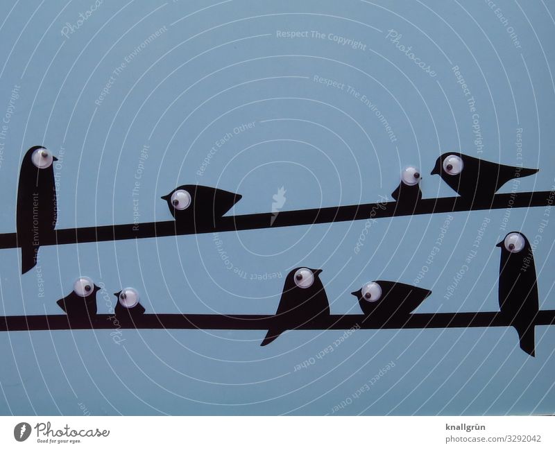 Freundschaft Tier Vogel Tiergruppe Schwarm Kinderaugen Kommunizieren sitzen Zusammensein niedlich blau schwarz weiß Geborgenheit Sympathie Kontakt Blick