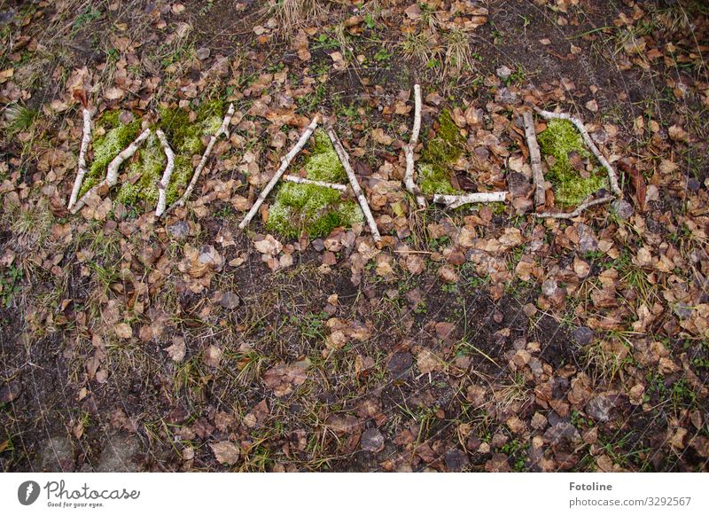 WALD Umwelt Natur Pflanze Urelemente Erde Moos Zeichen Schriftzeichen braun grün Wald Waldboden Stock Farbfoto Gedeckte Farben mehrfarbig Außenaufnahme