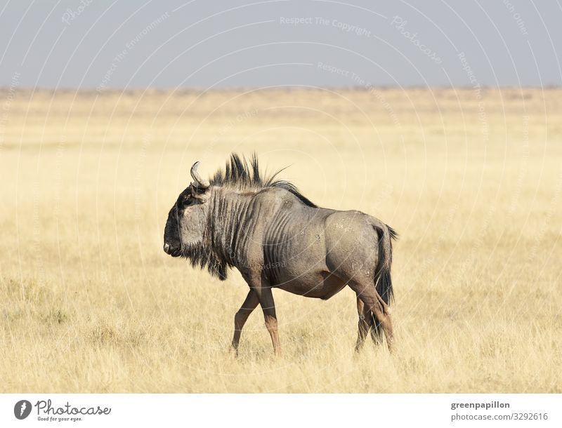 Na Gnu? Afrika Savanne Südafrika Namibia Botswana Safari Connochaetes Wildtier Horn Grasland Herde Gehörn Männchen Weibchen Huftier Geweih Nationalpark