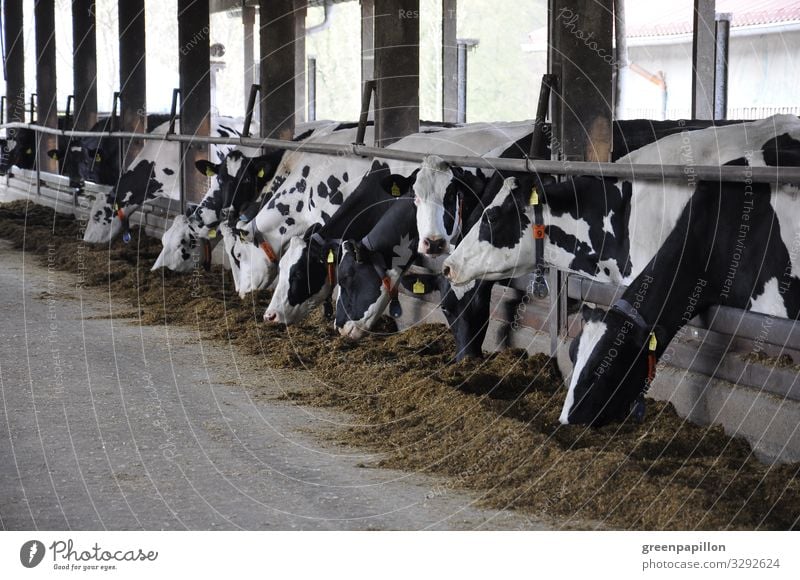 Kuhstall Kühe Rinder Milch Milchwirtschaft Landwirt Bauer Milchpreis Tierhaltung ökologisch Schwarzbunte Bauernhof Urlaub Ferien Käse Futter bio Haltung
