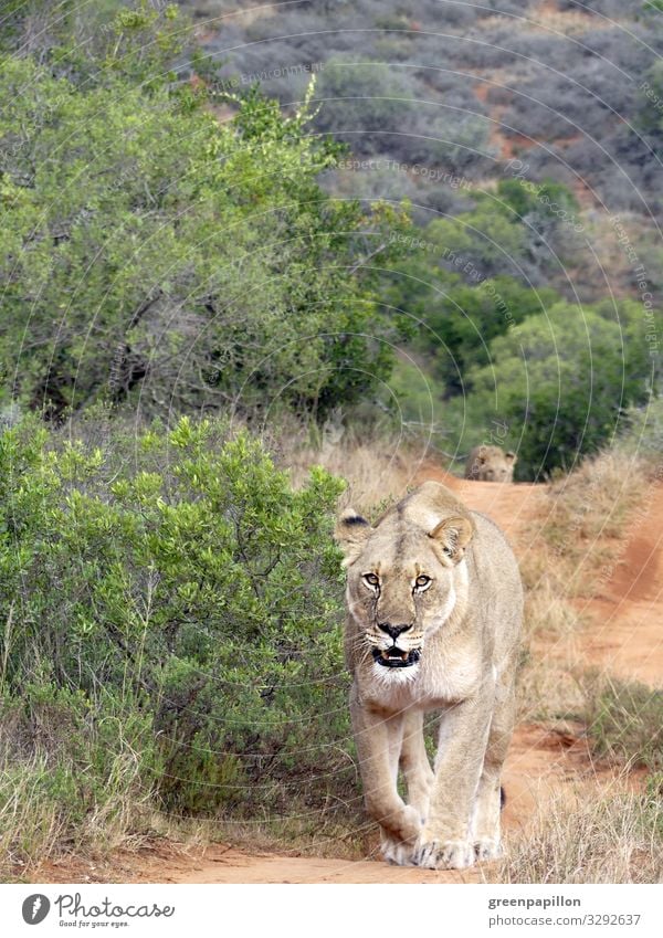 Löwen streifen über einen Weg Junge Löwen Jungtiere Wildtiere Savanne Afrika Natur Wanderung Rudel Mutter Spielen Entdeckung Neugier Instinkte Fell Sonne