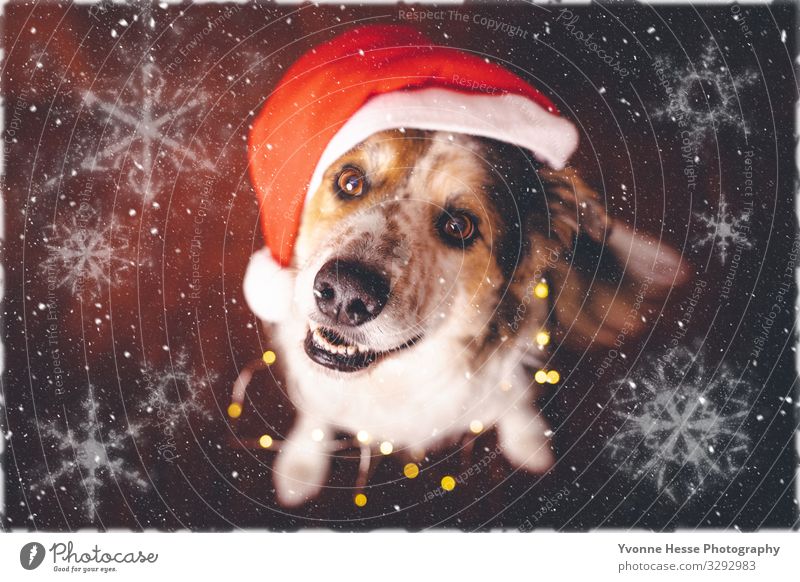 Santa‘s assistant Winter Mütze Tier Haustier Hund leuchten authentisch Coolness Glück niedlich positiv verrückt mehrfarbig gold rot schwarz weiß Vorfreude
