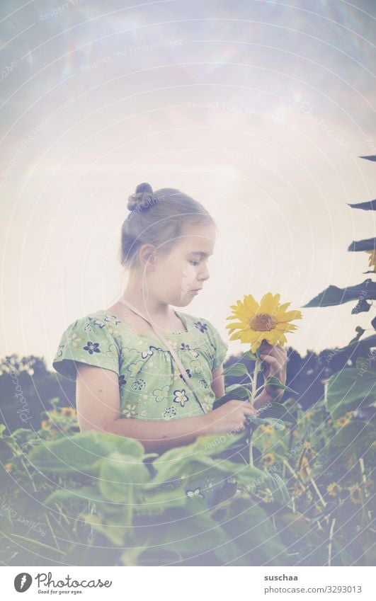 mädchen in einem feld aus sonnenblumen betrachtet eine sonnenblume Kind Mädchen Feld Sonnenblumen gelb Landschaft Wiese Sommer Natur natürlich Außenaufnahme