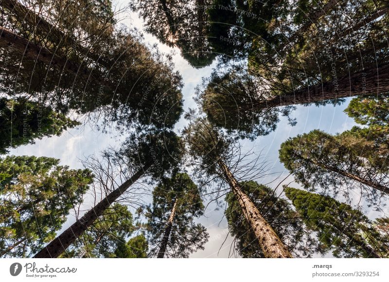 Kiefernwald Holz nach oben Baum hoch Natur Wachstum Umwelt Perspektive Froschperspektive Himmel Schönes Wetter