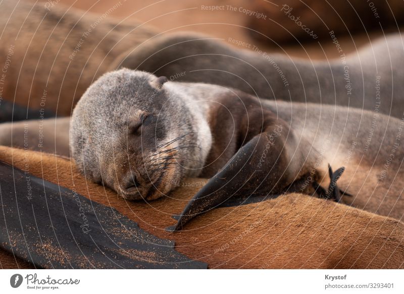Schlafende niedliche Robbe Umwelt Natur Tier Gefühle Stimmung Gelassenheit Namibia Afrika Robben Farbfoto Außenaufnahme Menschenleer Tag Schwache Tiefenschärfe