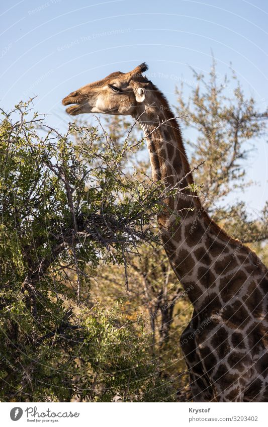 Giraffe im natürlichen Lebensraum Umwelt Natur Landschaft Tier 1 Stimmung Wahrheit Safari Nationalpark Farbfoto Außenaufnahme Menschenleer Tag Blick nach vorn