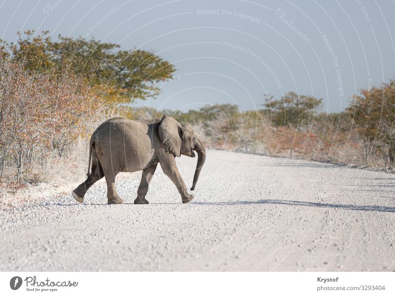 Fröhliche Elefantentraverse Natur Landschaft Tier Erde Sommer Baum 1 Tierjunges Gefühle Stimmung Freude Fröhlichkeit Tatkraft Leidenschaft Safari Namibia