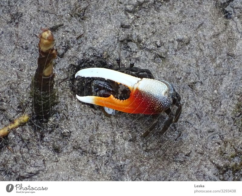 Vorsicht gefährlich Küste Bodenbelag Krebstier 1 Tier Waffe Zange bedrohlich elegant verrückt braun orange rot schwarz weiß Wachsamkeit Respekt wehrhaft