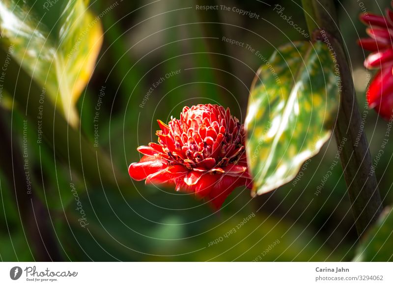 Eine rote Etlingera umrahmt von grünen Blättern Natur Pflanze Sonne Sonnenlicht Frühling Sommer Blume Blatt Blüte Grünpflanze Wildpflanze exotisch Park Blühend