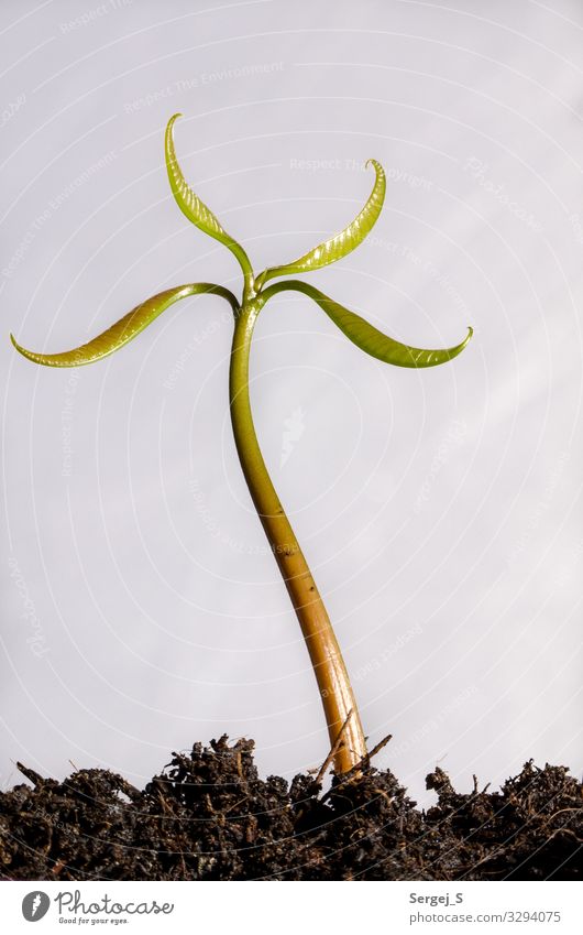 Sprössling Umwelt Natur Pflanze Erde Blatt Avocado stehen Wachstum frisch klein natürlich braun grün schwarz Farbfoto Innenaufnahme Studioaufnahme Makroaufnahme