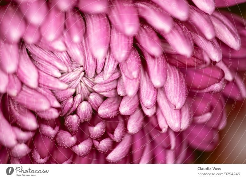 geöffnete Blüte einer Chrysantheme altrosa Natur Pflanze Sommer Herbst ästhetisch authentisch außergewöhnlich Zusammensein schön einzigartig positiv Vertrauen