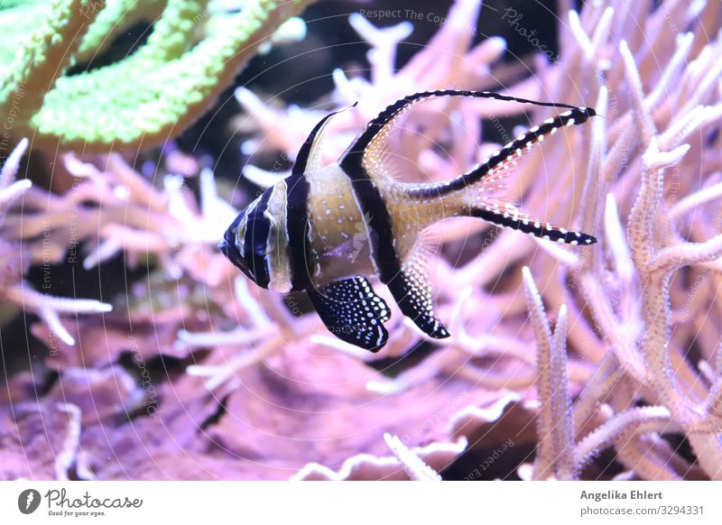 Kardinalbarsch Fisch Aquarium 1 Tier ästhetisch exotisch grün rosa schwarz weiß Farbfoto Unterwasseraufnahme Menschenleer Kunstlicht Schwache Tiefenschärfe