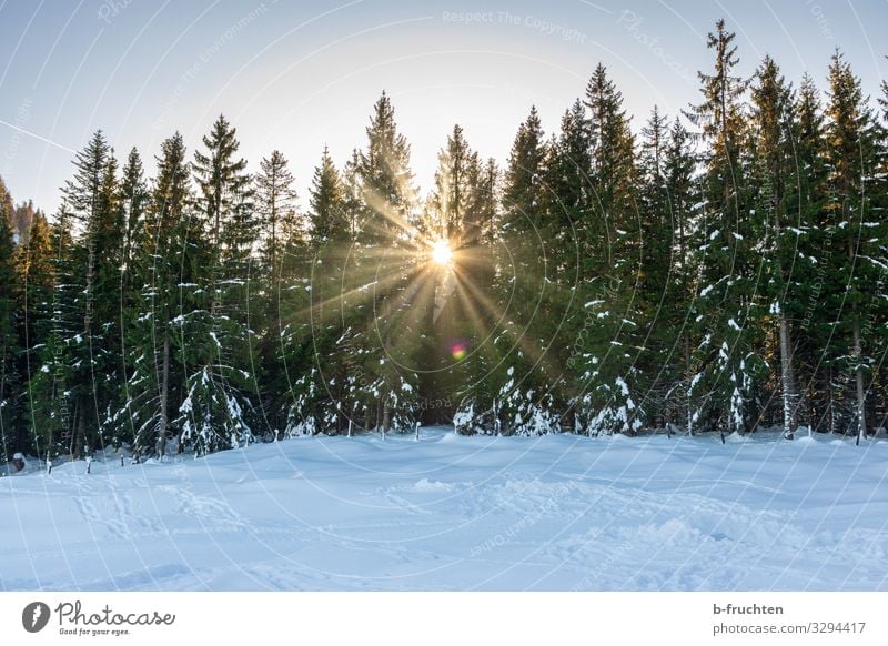 Winteridylle Leben Wohlgefühl Ferien & Urlaub & Reisen Schnee Winterurlaub wandern Wintersport Natur Landschaft Wolkenloser Himmel Schönes Wetter Eis Frost