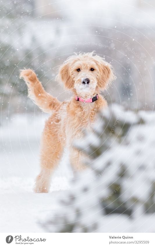 Erster Schneefall Tier Urelemente Winter Wetter Unwetter langhaarig Haustier Hund 1 stehen frei Freundlichkeit Fröhlichkeit frisch Gesundheit Glück lustig