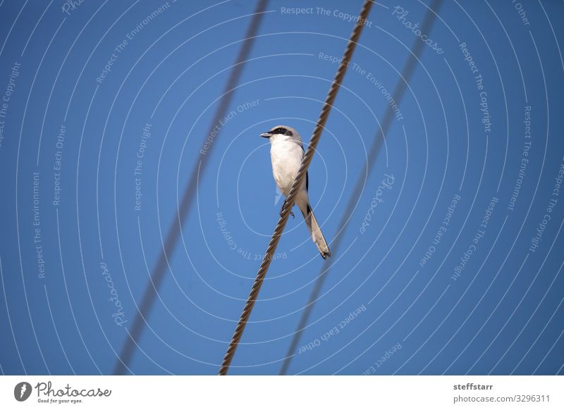 Unechter Dickschwanzwürger Vogel Lanius ludovicianus Natur Tier Wildtier 1 blau weiß Risiko Louisianawürger Draculavogel Hakenschnabel Würger Schlachtervogel