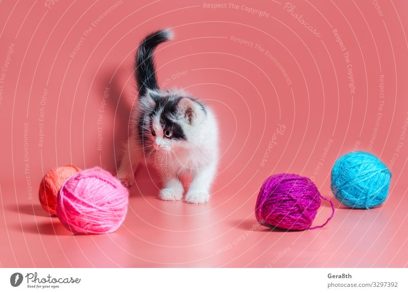 Kätzchen mit mehrfarbigen Wollknäueln Ball Arbeit & Erwerbstätigkeit Handwerk Katze hell rosa annehmen eine Katze adoptieren ein Kätzchen adoptieren angenommen