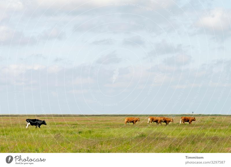Einige Rinder haben genug und gehen nach Hause Kühe Wiese Weide Gras Ebene flach Herde Himmel Wolken Horizont grün blau weiß Landwirtschaft Nutztier Dänemark