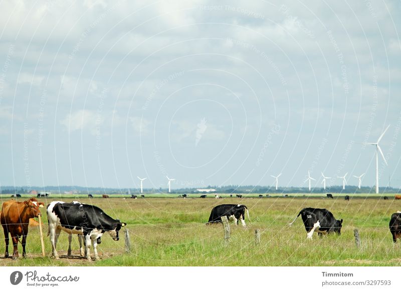 Einige Rinder und einige Windräder Kühe Wiese Weide Ebene Zaun Windrad Windradpark Himmel Wolken grün blau weiß Dänemark Herde Landwirtschaft Nutztier