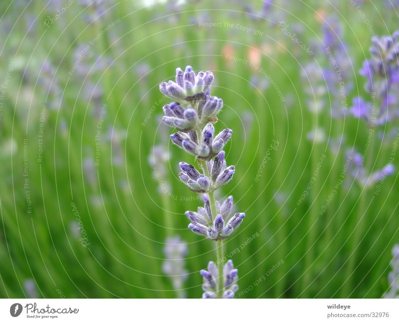 Lavendel grün Pflanze Halm Blüte blau Nahaufnahme Samen Heilpflanzen