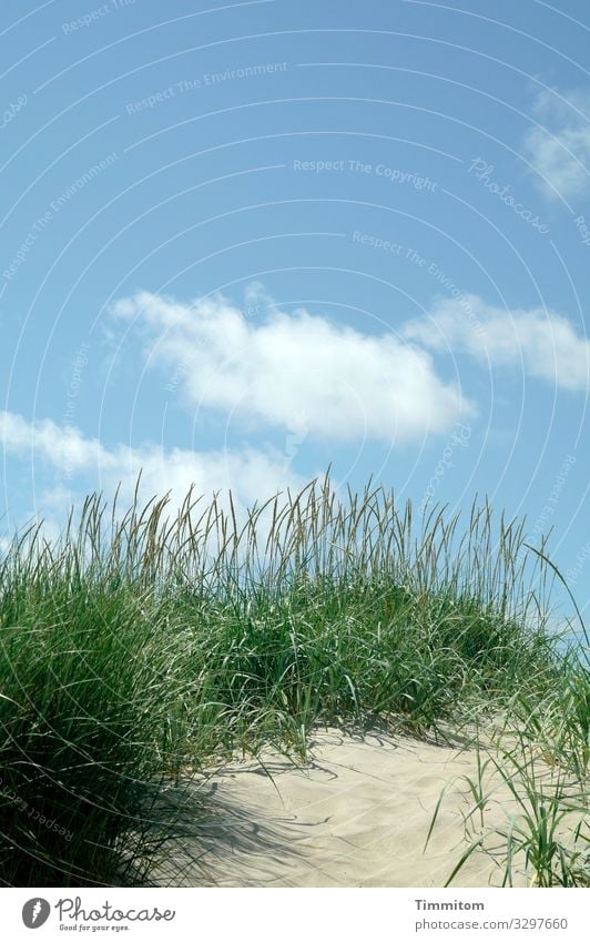 Dünengras auf Düne Sand grün Himmel blau Wolken schönes Wetter Menschenleer Dänemark Ferien & Urlaub & Reisen Nordsee Natur Freude