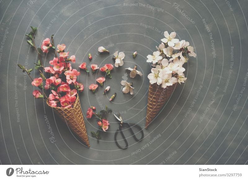Blumen in Eistüte auf Zement-Hintergrund Design Schere Natur Blumenstrauß Liebe natürlich rosa Romantik Eiswaffel Kornett Waffel flach legen Top Aussicht