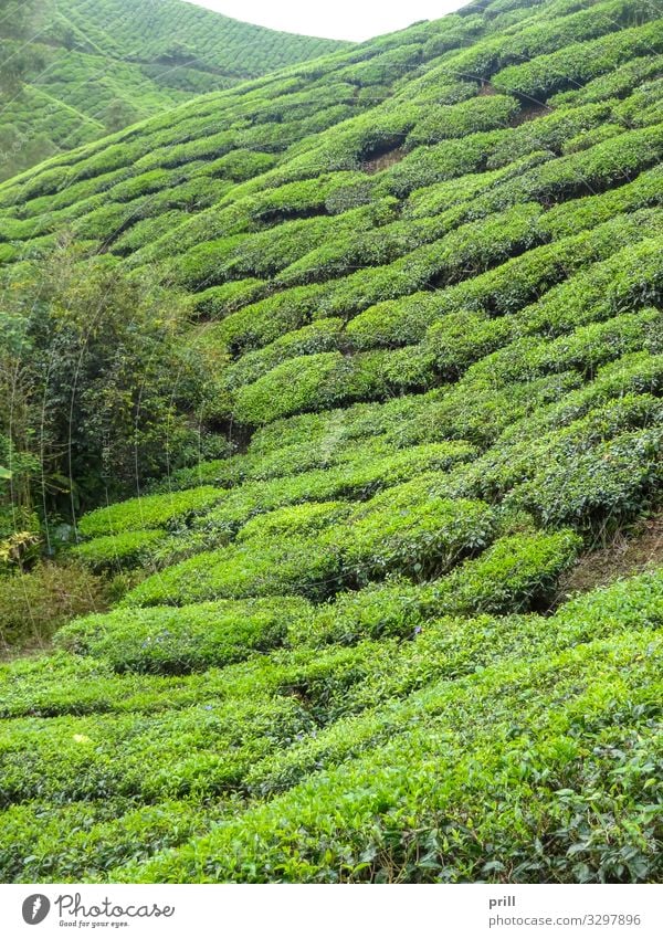 Tea plantation in Malaysia Berge u. Gebirge Landwirtschaft Forstwirtschaft Landschaft Pflanze Sträucher Feld Hügel saftig grün Teeplantage cameron highlands