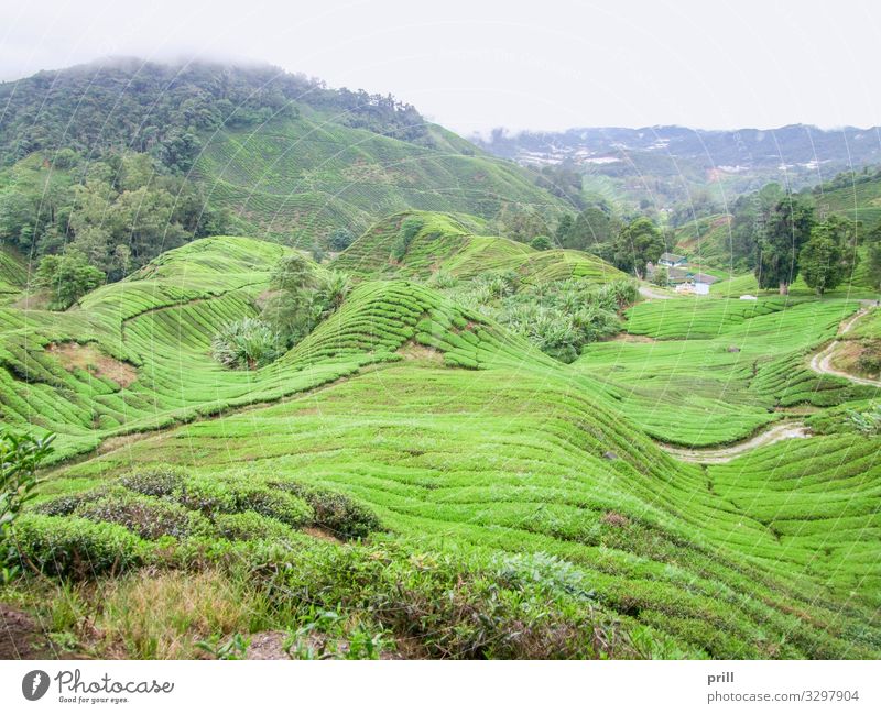 Tea plantation in Malaysia Berge u. Gebirge Landwirtschaft Forstwirtschaft Landschaft Pflanze Nebel Sträucher Feld Hügel saftig grün Teeplantage