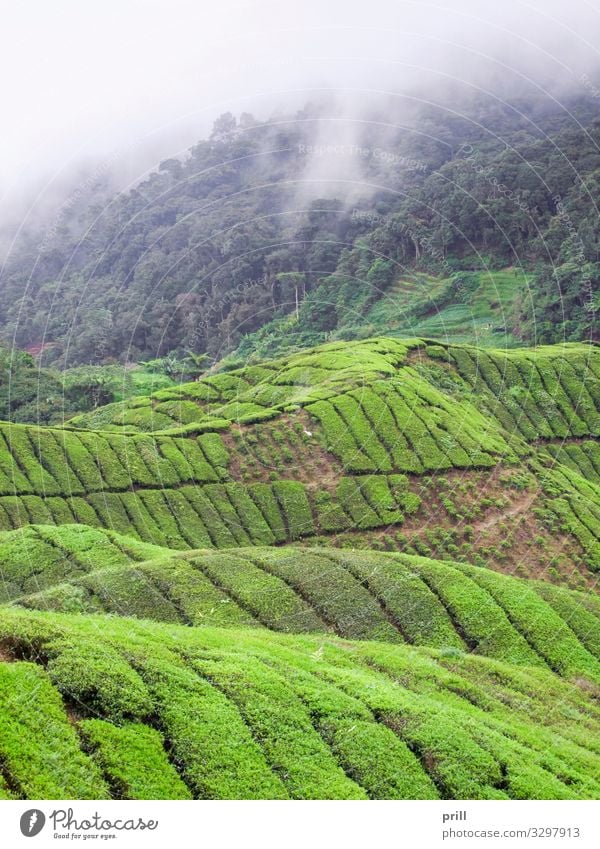 Tea plantation in Malaysia Berge u. Gebirge Landwirtschaft Forstwirtschaft Landschaft Pflanze Nebel Sträucher Feld Hügel saftig grün Teeplantage