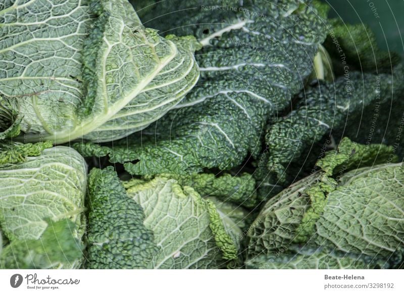 Wirsing: die gesunde Nährstoffquelle Gemüse grün Ernährung Lebensmittel Vegetarische Ernährung Bioprodukte Gesundheit Gesunde Ernährung Foodfotografie Vitamin
