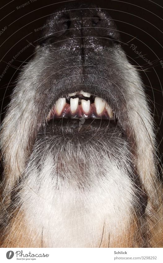Collie Hund Zähne Tier Haustier 1 braun grau schwarz weiß Detailaufnahme Hundenase Gebiss riechen Haare Hundeschnauze Nase nass abstrakt kontrastreich