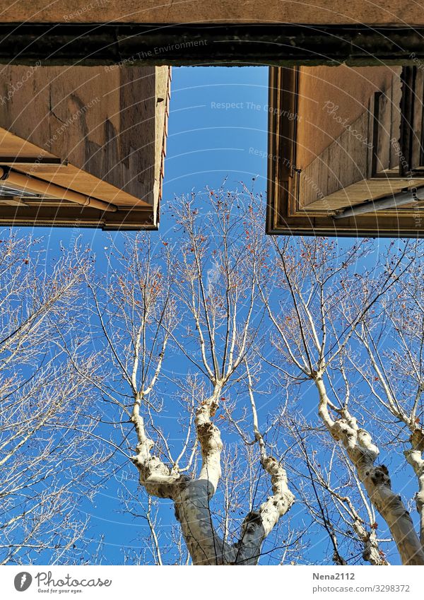 weitsicht | Blick nach oben Stadt Mauer Wand Fassade blau Himmel Baum Platane Provence südländisch Winter kalt Blauer Himmel Schönes Wetter Südfrankreich
