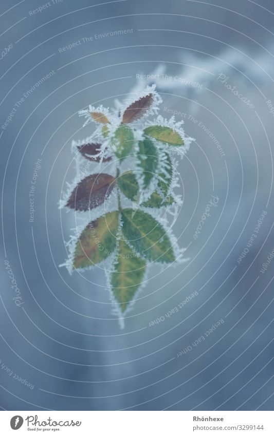Väterchenfrost malt die Herbstblätter an Natur Pflanze Winter Blatt kalt blau mehrfarbig Frost Reif Eis Farbfoto Außenaufnahme Makroaufnahme Menschenleer