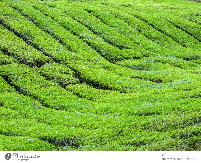Tea plantation in Malaysia Landwirtschaft Forstwirtschaft Landschaft Pflanze Sträucher Feld Hügel saftig grün Teeplantage cameron highlands pahang tee pflanzung