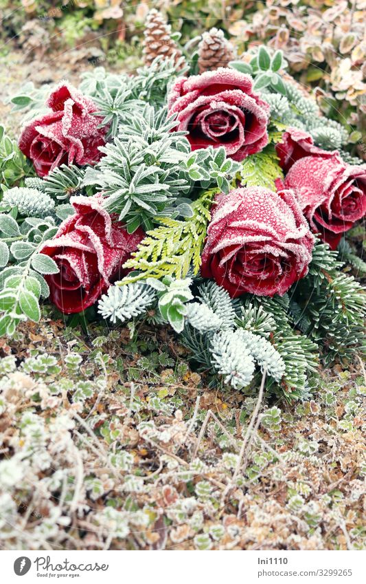Strauß auf dem Grab Winter Eis Frost Blume Rose Zeichen braun grün rot weiß Grabschmuck Blumenstrauß Raureif Wachs konserviert liegen Erinnerung erinnern