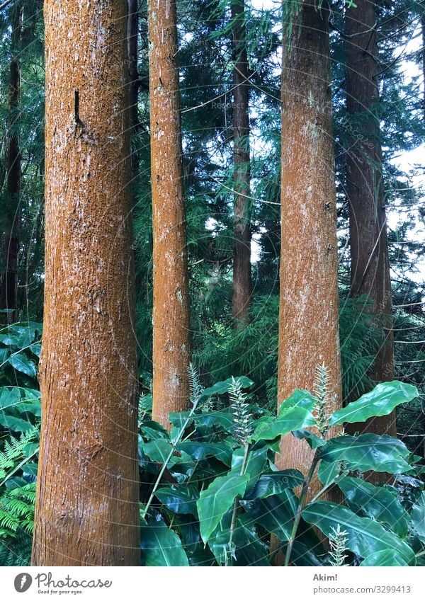 Stehen drei Bäume im Wald... Umwelt Natur Landschaft Pflanze Baum stehen ästhetisch Kraft Zusammenhalt Kontinuität Zufriedenheit Linie Die drei Musketiere 3