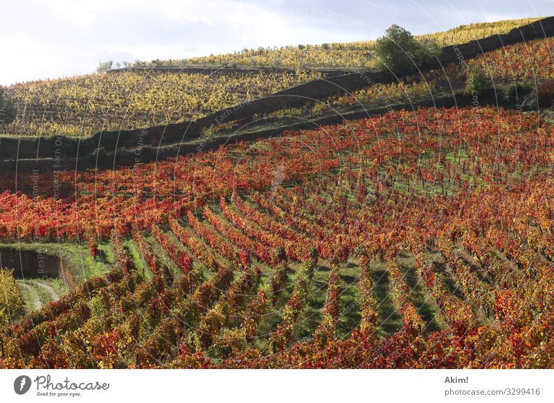 Tribüne des Weins Landschaft Tier Herbst Nutzpflanze Hügel genießen trinken wandern außergewöhnlich Gesundheit natürlich gelb orange rot Stimmung ästhetisch
