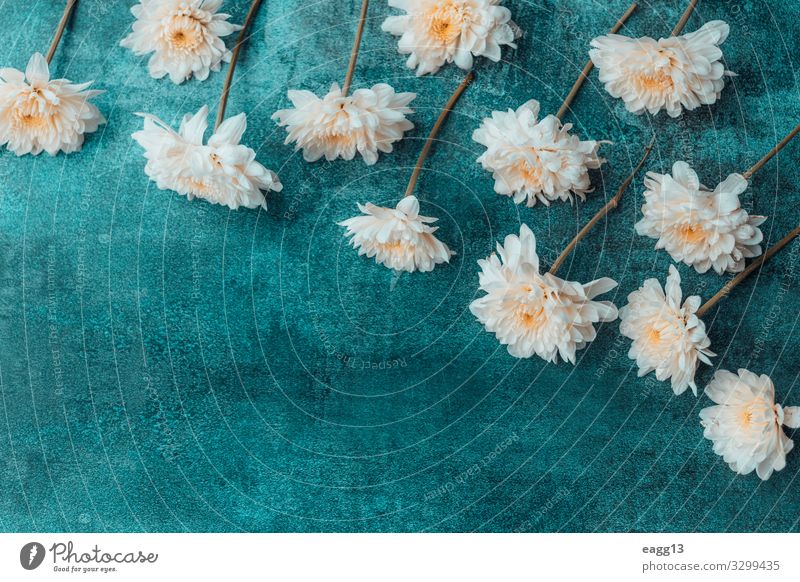 Weiße Blumen auf bläulich-grauem Hintergrund elegant Stil Design Leben Tapete Kunst Natur Pflanze Frühling Blatt Blüte Liebe dunkel groß hell Originalität retro