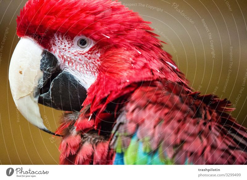 ARA Tier Haustier Wildtier Ara Papageienvogel Rotbrustara füttern rot Farbfoto