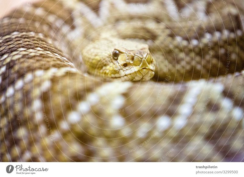 Kobra Schlange Fressen Gift bedrohlich Vorsicht Farbfoto Unschärfe Schwache Tiefenschärfe