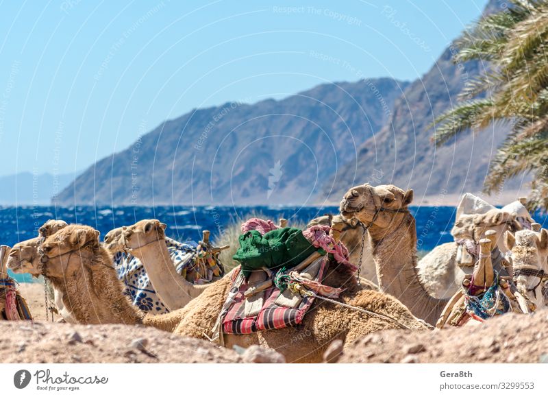 Landschaft mit einer Karawane liegender Kamele in Ägypten Dahab exotisch Ferien & Urlaub & Reisen Tourismus Sommer Strand Meer Berge u. Gebirge Natur Sand