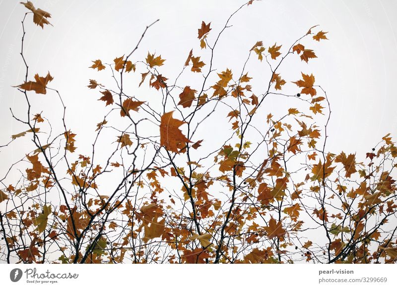 last leaves Natur Pflanze Herbst Wind Baum Blatt Ahornblatt Bewegung Tanzen Farbfoto Außenaufnahme Tag