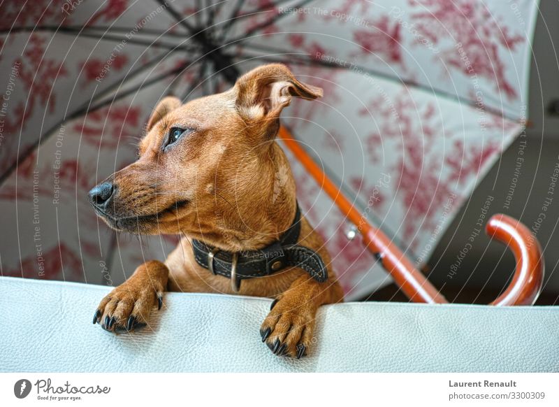 Miniatur-Pinscher-Hündin wartet auf ihren Besitzer Hund Sofa Warten angesehen. heimwärts Tier Porträt Regenschirm Haustier Ansicht Blick Fell Reinrassig