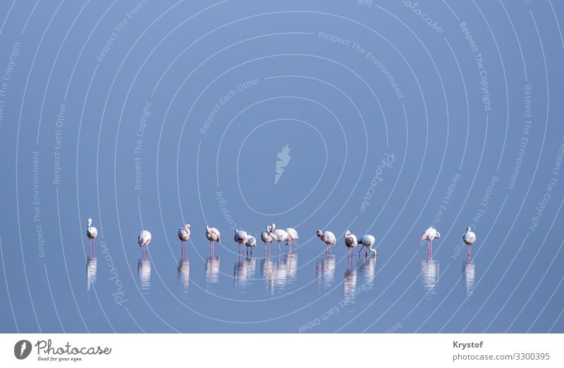 Flamingos in der Schlange Natur Landschaft Tier Coolness Namibia Afrika Farbfoto Außenaufnahme Menschenleer Tag Starke Tiefenschärfe