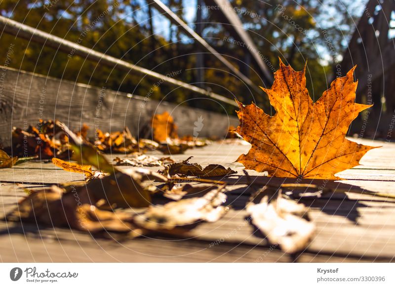 Herbstblatt Natur Erde gut orange gold Brücke Perspektive Farbfoto Außenaufnahme Makroaufnahme Licht