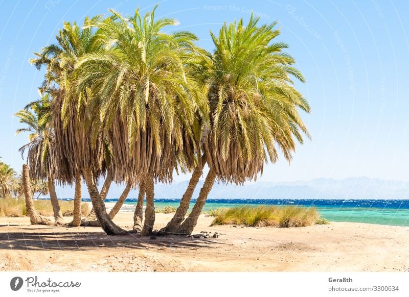 Palmen am Meer vor der Kulisse der Berge in Ägypten exotisch Ferien & Urlaub & Reisen Tourismus Sommer Strand Wellen Berge u. Gebirge Natur Landschaft Pflanze