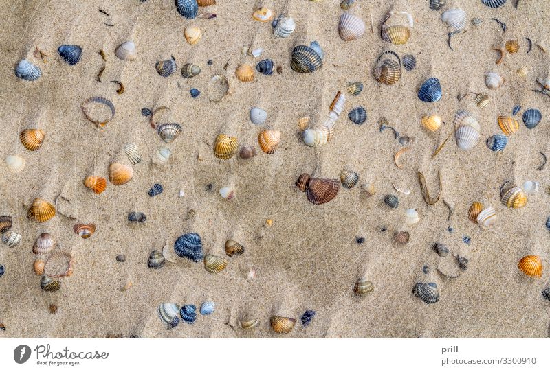 seashells on a beach Strand Meer Natur Sand Küste Muschel oben Muschelschale Hülle ausschnitt variation formatfüllend erhöhter blickwinkel außenskelett Ventil