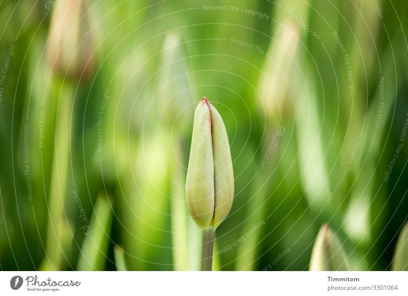 Eine aus dem Tulpenfeld Pflanzen Blume Knospe geschlossen grün Schwache Tiefenschärfe Natur Frühling Außenaufnahme Menschenleer Niederlande Jahreszeiten
