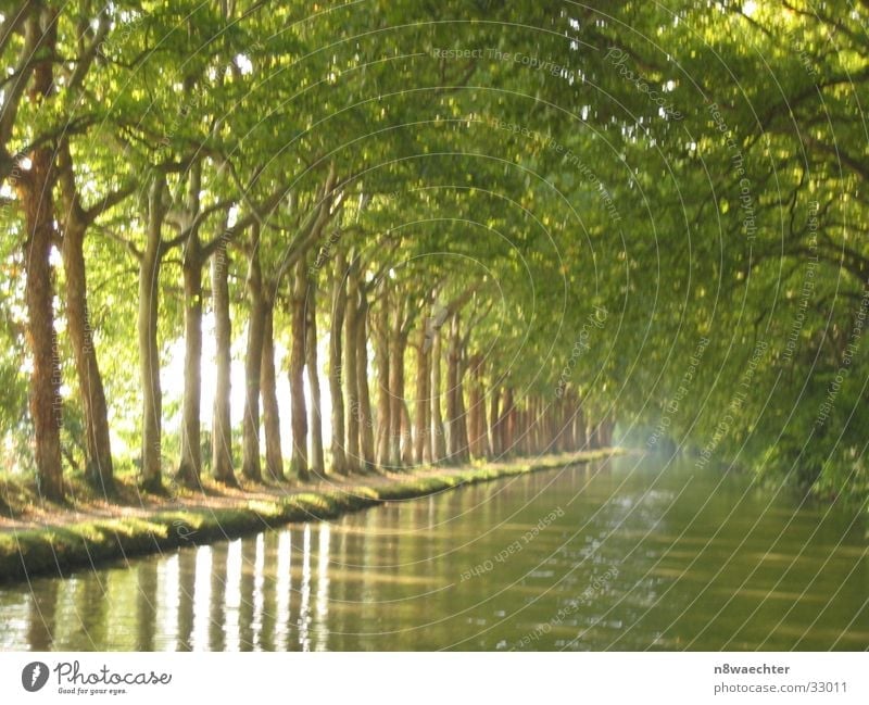 Platanenwald Baumreihe Canal du Midi Südfrankreich grün Bootsfahrt Erholung Wasser