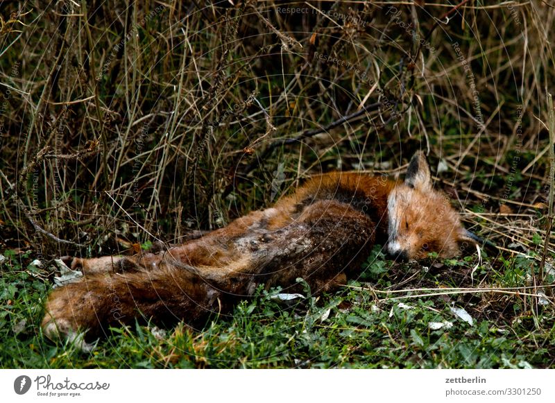 Rotfuchs (tot) Fuchs Tier Wildtier Fell Pelztier Tod Leiche überfahren liegen Wald Park Sträucher Unterholz ausgestorben